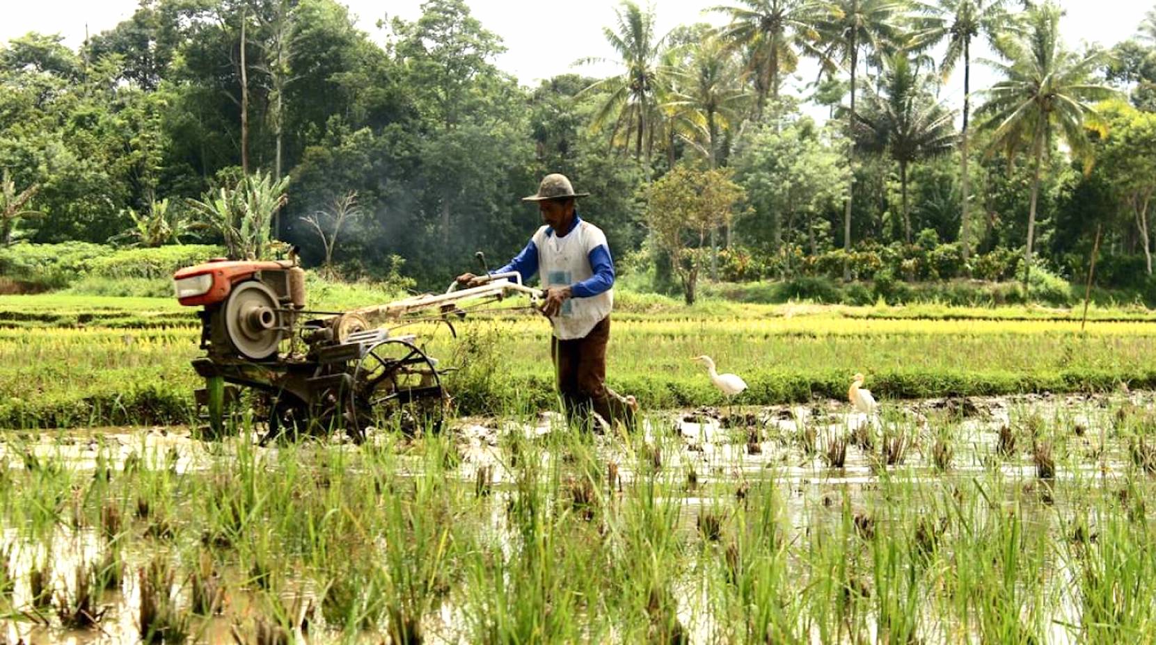 Sri Lankan organic products