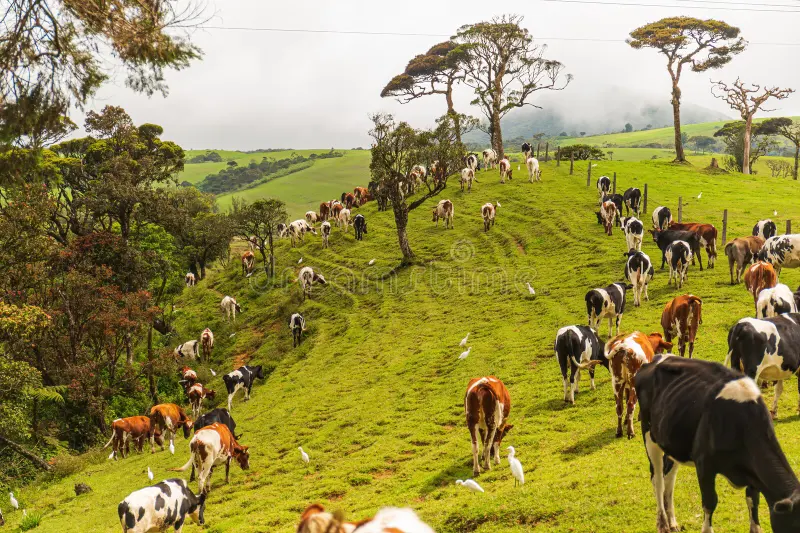 Dairy and farm development